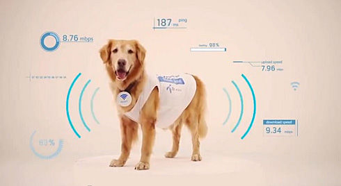 要給你的寵物注射RFID微芯片？